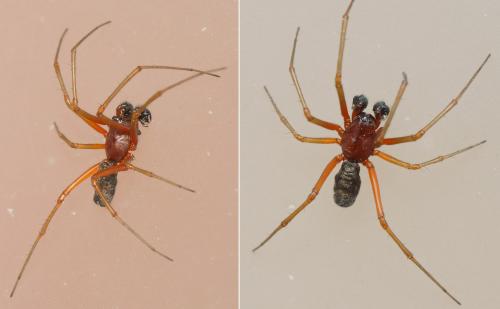 Réf. 182 147 : Frontinellina frutetorum
